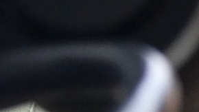 La osa recibió dardos tranquilizantes pero no fue herida.