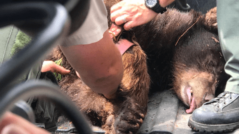 La osa recibió dardos tranquilizantes pero no fue herida.