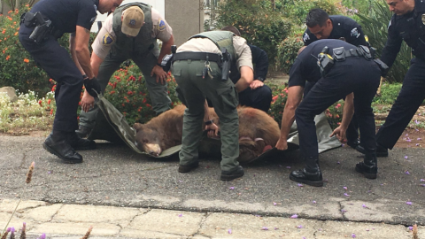 El oso fue capturado esta mañana mientras deambulaba por La Verne.