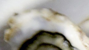 La sangre de ostras podría ayudar a luchar contra las superbacterias