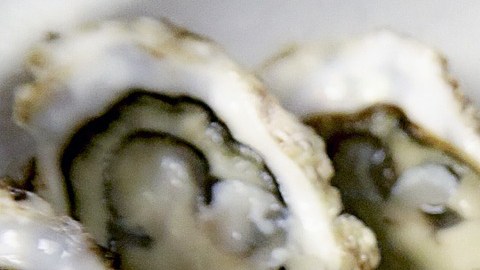 La sangre de ostras podría ayudar a luchar contra las superbacterias