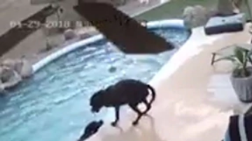 La cámara de seguridad captó el emocionante momento.