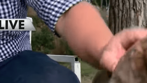 Una estudiante de Texas presenta un proyecto para su escuela que empareja animales de refugios con personas que pueden adoptarlos.