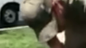 Este perro se perdió y apareció a 2,000 millas de su hogar.