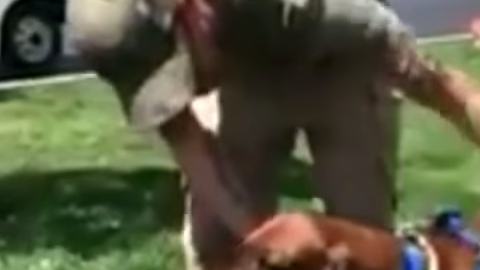 Este perro se perdió y apareció a 2,000 millas de su hogar.