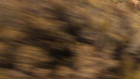 Estas marcas sobresalen como las más duraderas.