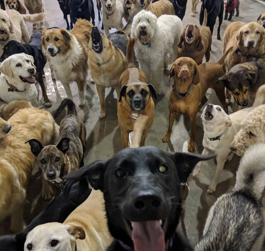 Madison Gimnasio Sociedad Selfie” de perros se hace viral - La Opinión