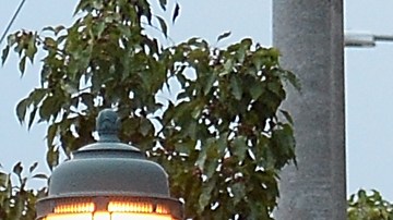 Por el contexto inflacionario Starbucks incrementará sus costos, la última alza se dio en octubre.