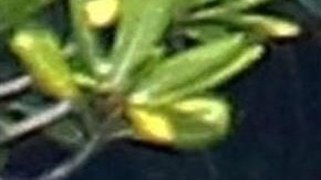 Emma Stone y Justin Theroux fueron captados en Francia.