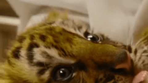 Moka es un híbrido de varias especies de tigre.