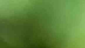 Las tortugas marinas están amenazadas.