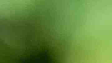 Las tortugas marinas están amenazadas.