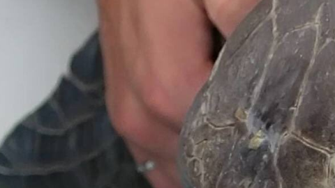 Una pajita puede atascarse en la nariz de una tortuga marina.