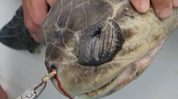 Una pajita puede atascarse en la nariz de una tortuga marina.
