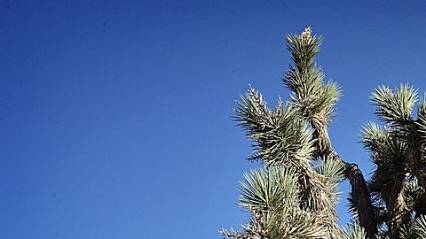 La pareja discutía en Yucca Valley.