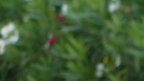 Activistas piden cesar la separación de familias migrantes.