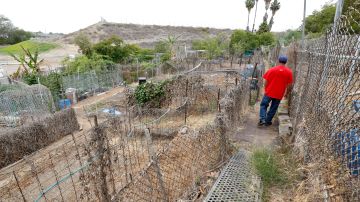 06/06/18 / LOS ANGELES/ Javier Sanchez tours the section of the garden with no water at the Gaffey Street Community Garden in San Pedro. The community farm, with more than 250 parcels is in danger of extinction due to the drought. The north end of the garden has lost water altogether. In the sections with no water, only dry withered foliage remains. (Aurelia Ventura/La Opinion)