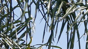 El Motel Hyland es acusado de permitir todo tipo de actividad ilícita. (Aurelia Ventura/La Opinion)