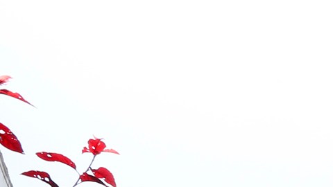 Los oponentes de la medida 21 consideran que causará menos vivienda accesible.  (Aurelia Ventura/La Opinion)