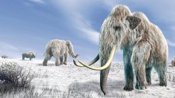 Es posible que volvamos a traer al mamut lanudo en forma de un elefante híbrido.