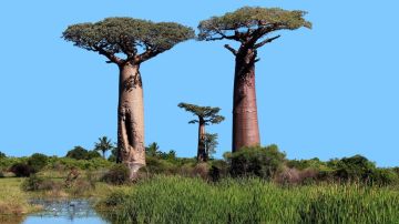 Los baobabs son uno de los íconos de la sabana africana.