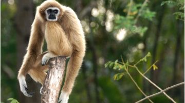 Los gibones se consideran los monos más pequeños del mundo.