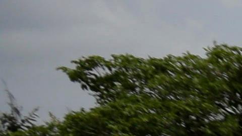 Miles de nicaragüenses participan en la "Marcha de las Flores".