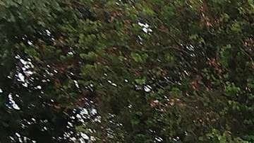 López Obrador lidera las encuestas de intención de voto en México.