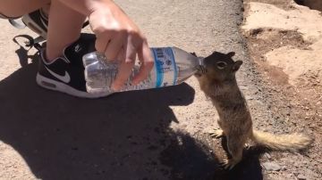 Ardilla bebe agua de botella