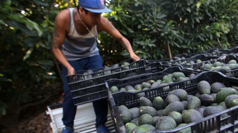 Un hombre cosecha aguacates para exportación.