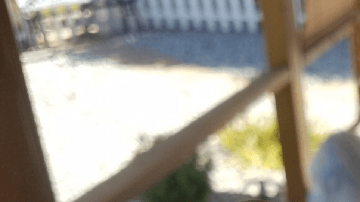 La salud del lagarto parece buena.