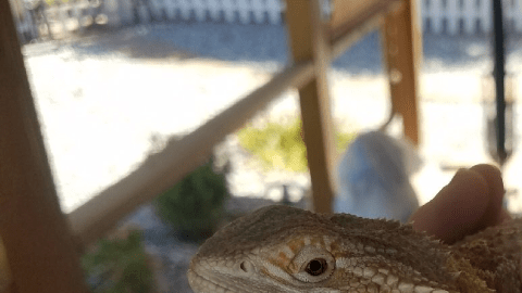 La salud del lagarto parece buena.