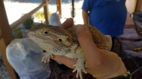 La salud del lagarto parece buena.