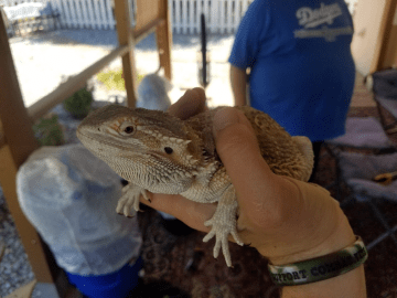 La salud del lagarto parece buena.