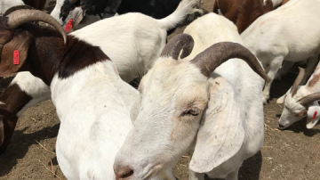 Anaheim Fire & Rescue está utilizando a las cabras por su probada eficiencia.