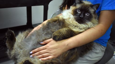 El nuevo propietario deberá hacerse cargo de los necesarios gastos médicos del gato.