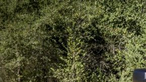 Un mosntruo que llegará en 2022.