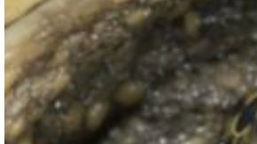 Maestro alimenta tortuga con perro