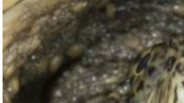 Maestro alimenta tortuga con perro