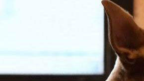 Un niño de tan solo 6 años quiere rescatar y adoptar a todos los perros posibles