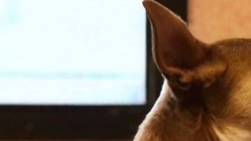 Un niño de tan solo 6 años quiere rescatar y adoptar a todos los perros posibles