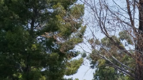 Se pidió a los estudiantes que dejaran la escuela solo por Lemarsh Street.