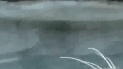 Una cría de foca de puerto nació en abril en el acuario.