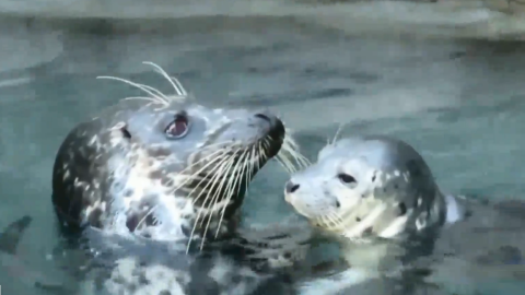 Una cría de foca de puerto nació en abril en el acuario.