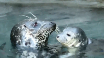Una cría de foca de puerto nació en abril en el acuario.