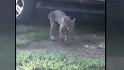 La abuela no soltó al lince hasta que logró matarlo.