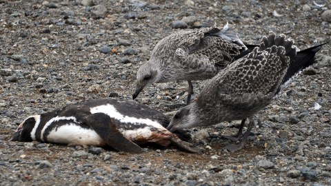 Aves muertas