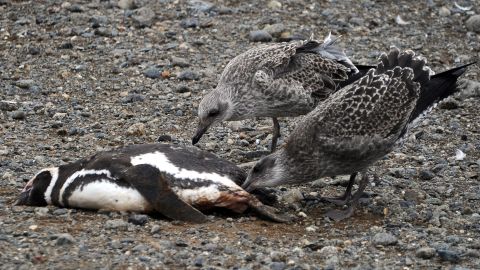 Aves muertas