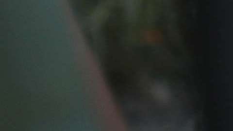 Agente de CBP toma en custodia a una niña y a su madre solicitantes de asilo.