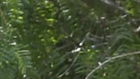 Niños centroamericanos también son separados de sus padres en México.